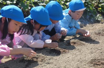 食育活動　秋　大根の種まき