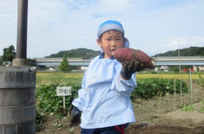 食育活動　秋　さつまいも収穫