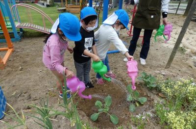 食育活動　春　野菜の水やり