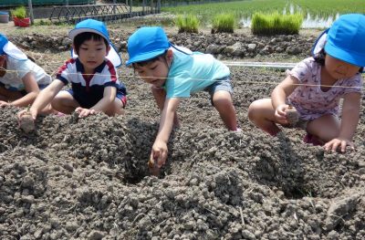 食育活動　春　夏野菜・じゃがいも・里芋などを植える