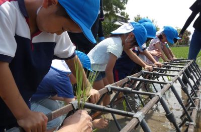 食育活動　春　田植え