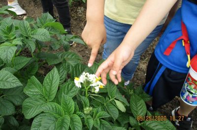 食育活動　春　野菜のお世話