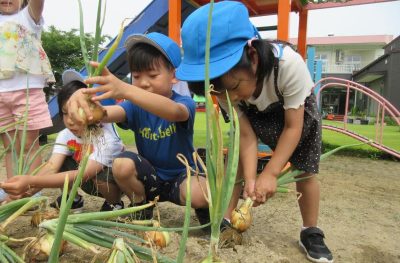 食育活動　夏　たまねぎ収穫