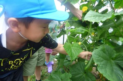 食育活動　夏　なす収穫