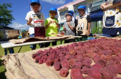 食育活動　夏　梅干しづくり
