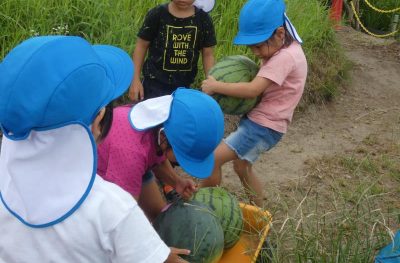 食育活動　夏　すいか収穫